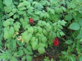 Actaea erythrocarpa