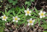 Anemone uralensis