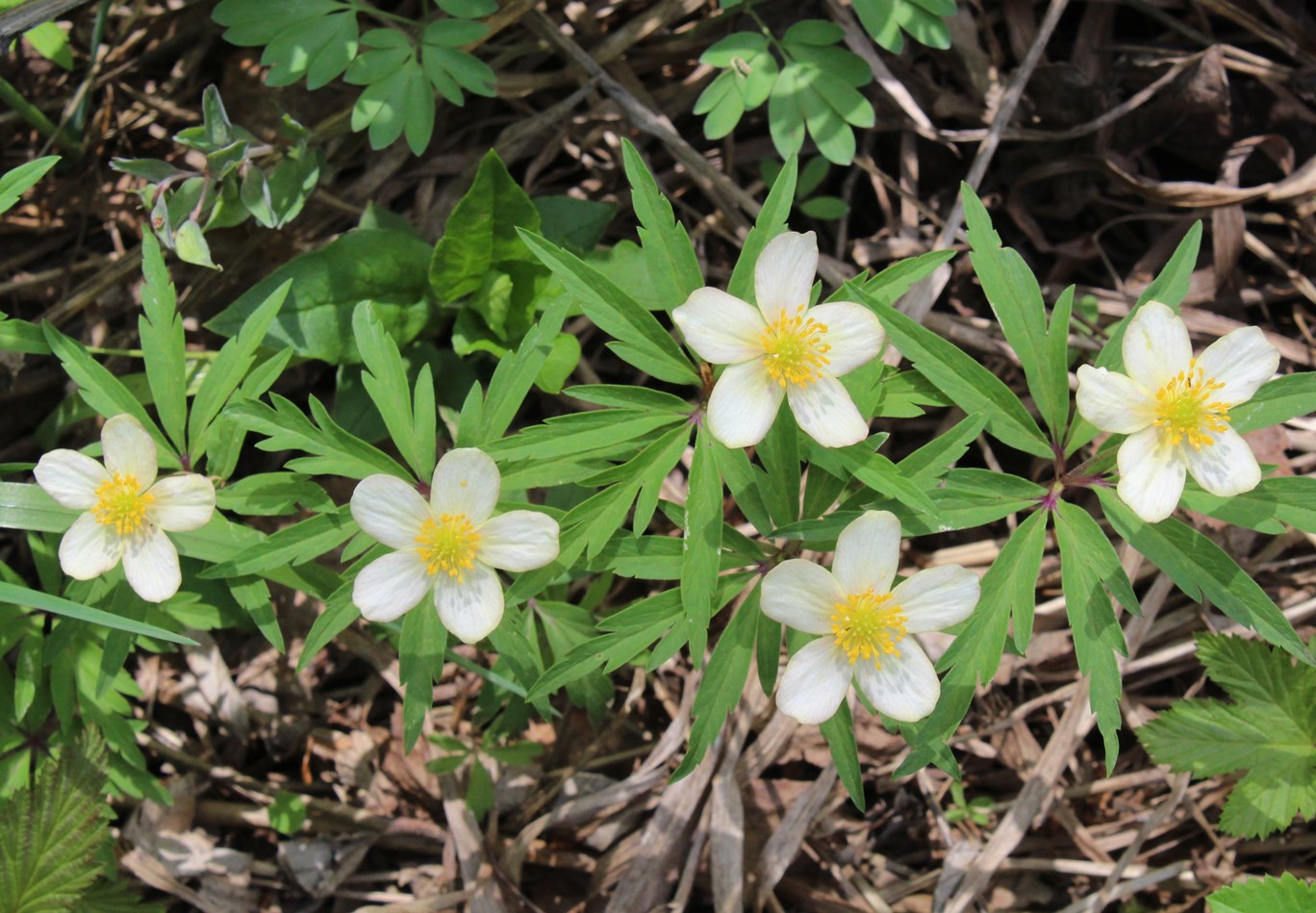 Изображение особи Anemone uralensis.