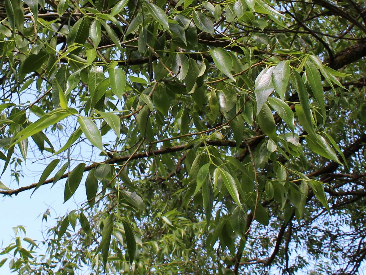 Image of genus Salix specimen.