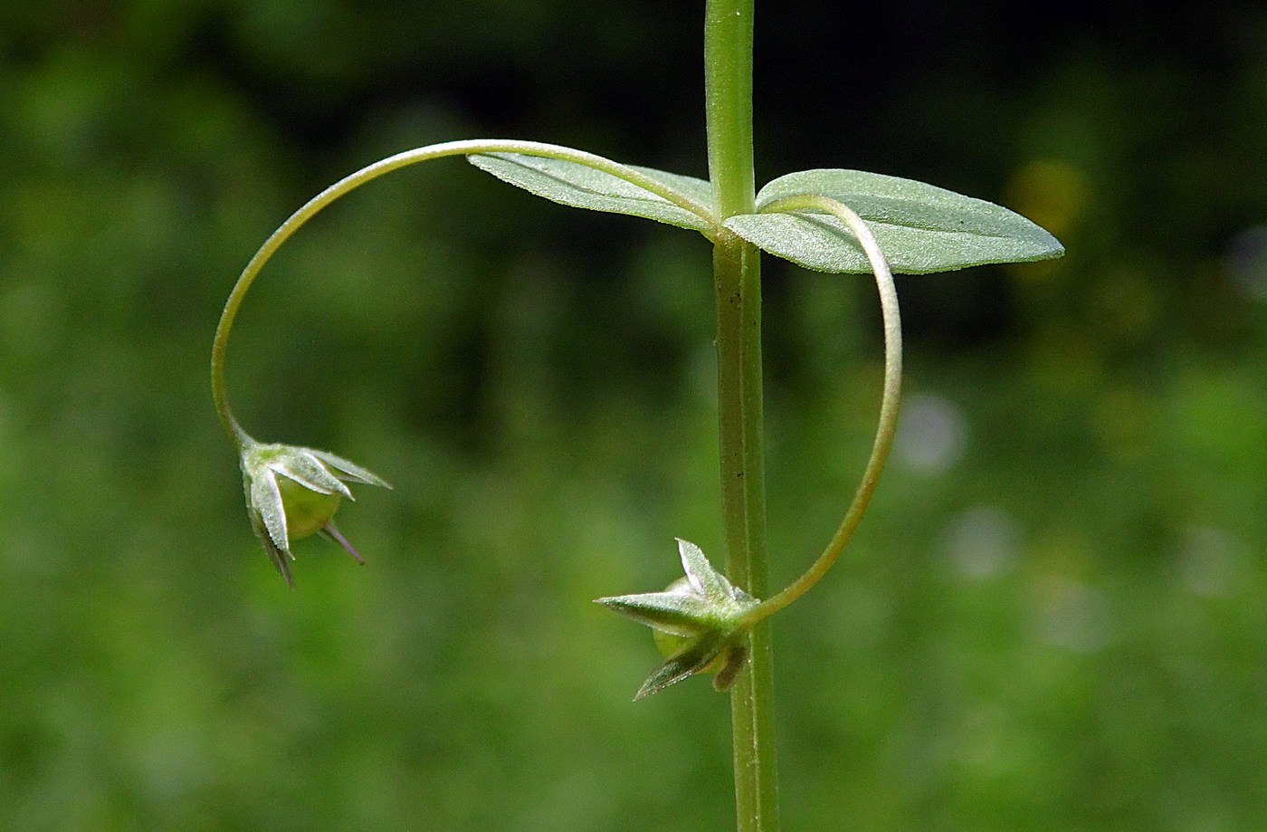 Image of Anagallis arvensis specimen.