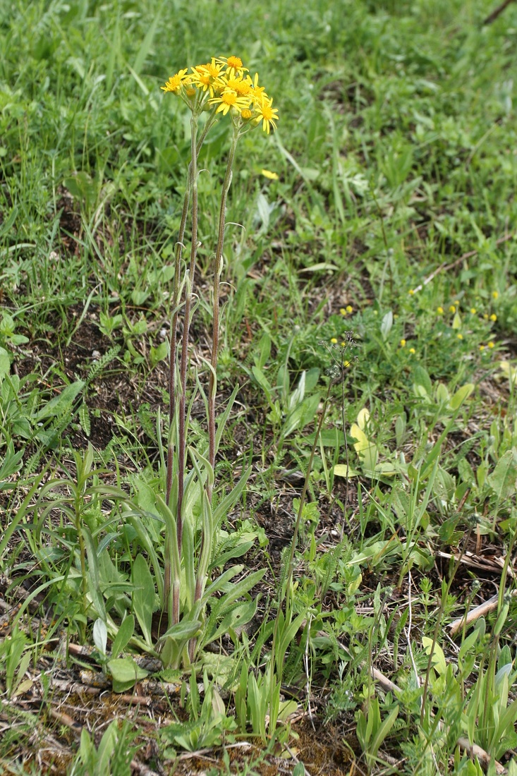 Изображение особи Tephroseris integrifolia.