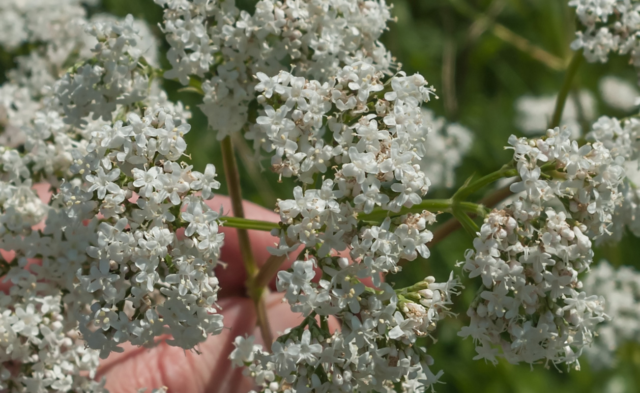 Изображение особи род Valeriana.