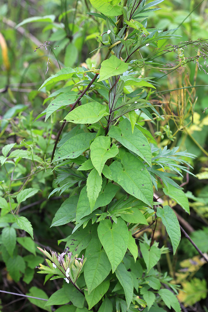 Image of Calystegia subvolubilis specimen.