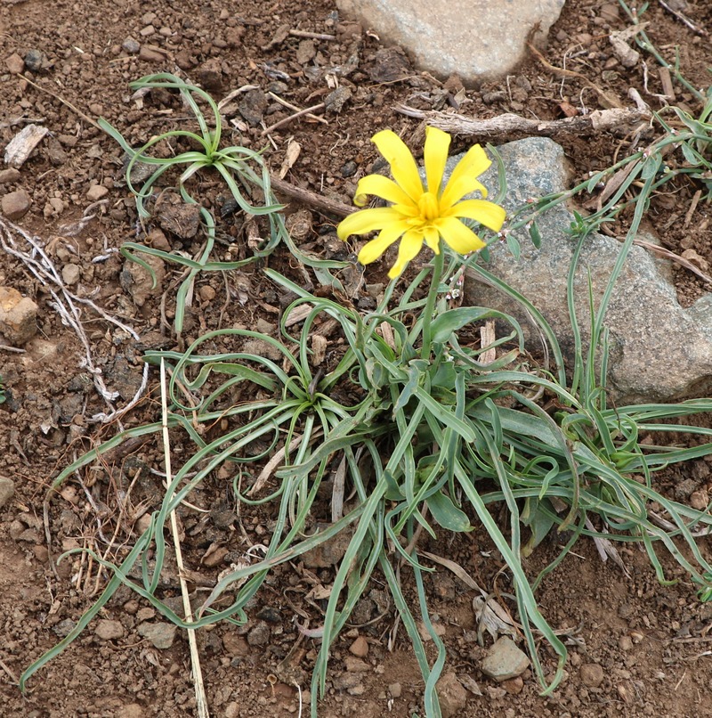 Image of genus Scorzonera specimen.