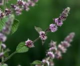 genus Mentha. Соцветия на верхушке побега. Московская обл., Раменский р-н, окр. дер. Хрипань, садовый участок. 05.08.2020.