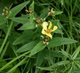 Hypericum gebleri