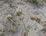 Taeniopetalum obtusifolium