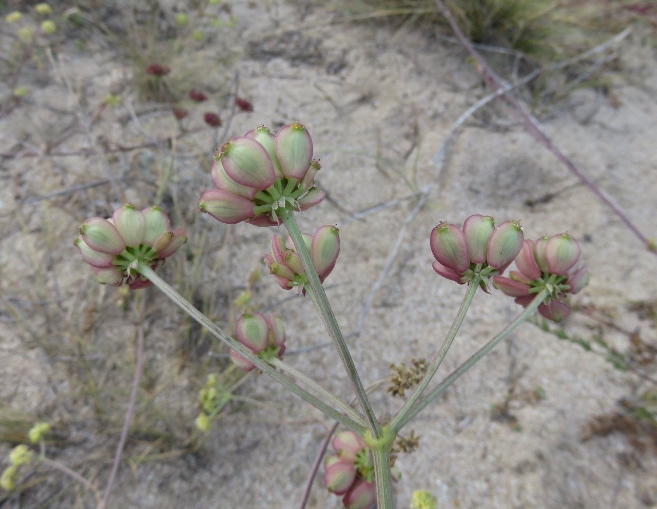 Изображение особи Taeniopetalum obtusifolium.