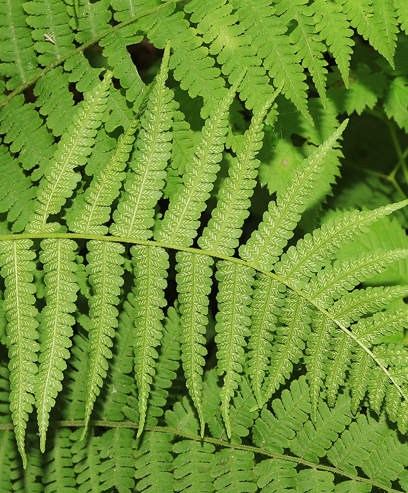 Изображение особи Lunathyrium pycnosorum.