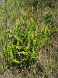 Polypodium vulgare