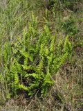 Polypodium vulgare. Спороносящие растения. Нидерланды, Северное море, о-в Схирмонниког, понижение между приморскими дюнами. 13 июня 2009 г.