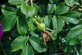 Rosa rugosa. Верхушка ветви с незрелым плодом. Московская обл., г. Железнодорожный, в культуре. 26.06.2020.