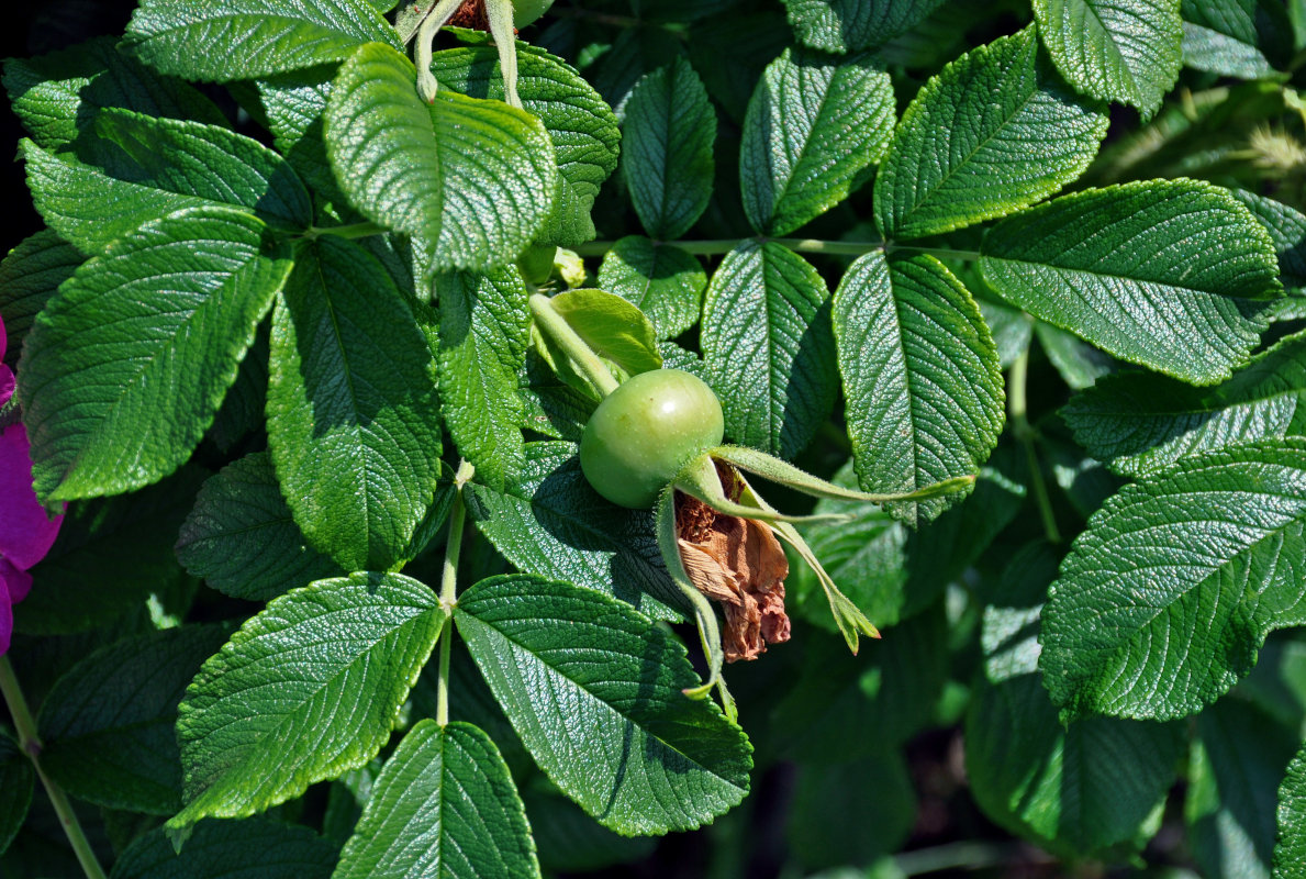 Image of Rosa rugosa specimen.