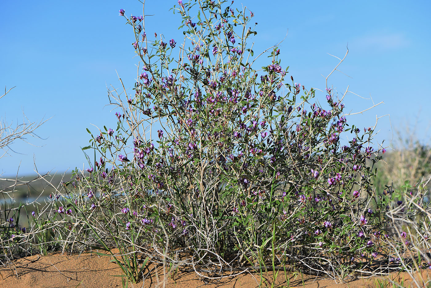 Изображение особи Astragalus paucijugus.