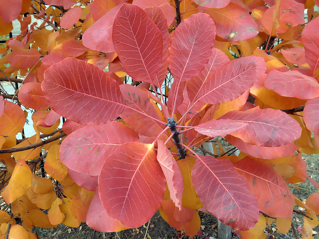 Image of Cotinus coggygria specimen.