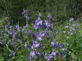 Polemonium acutiflorum