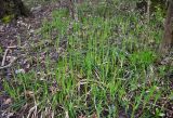 Carex pilosa