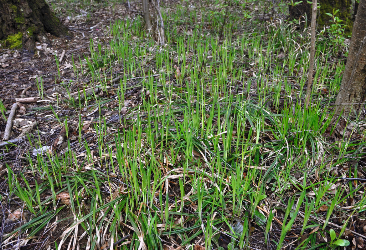 Изображение особи Carex pilosa.