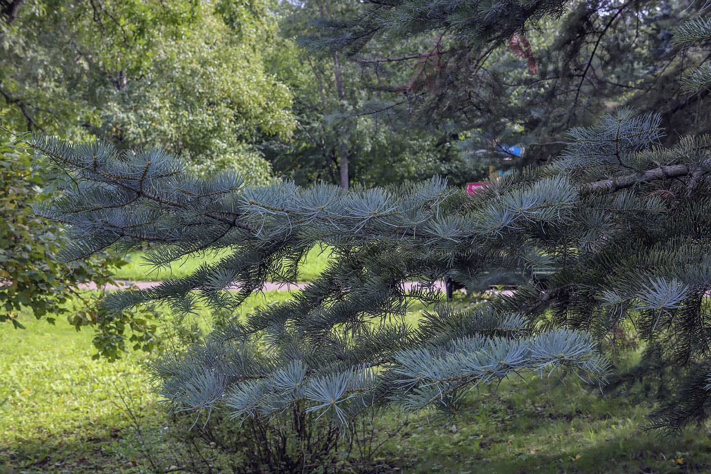 Изображение особи Abies concolor.