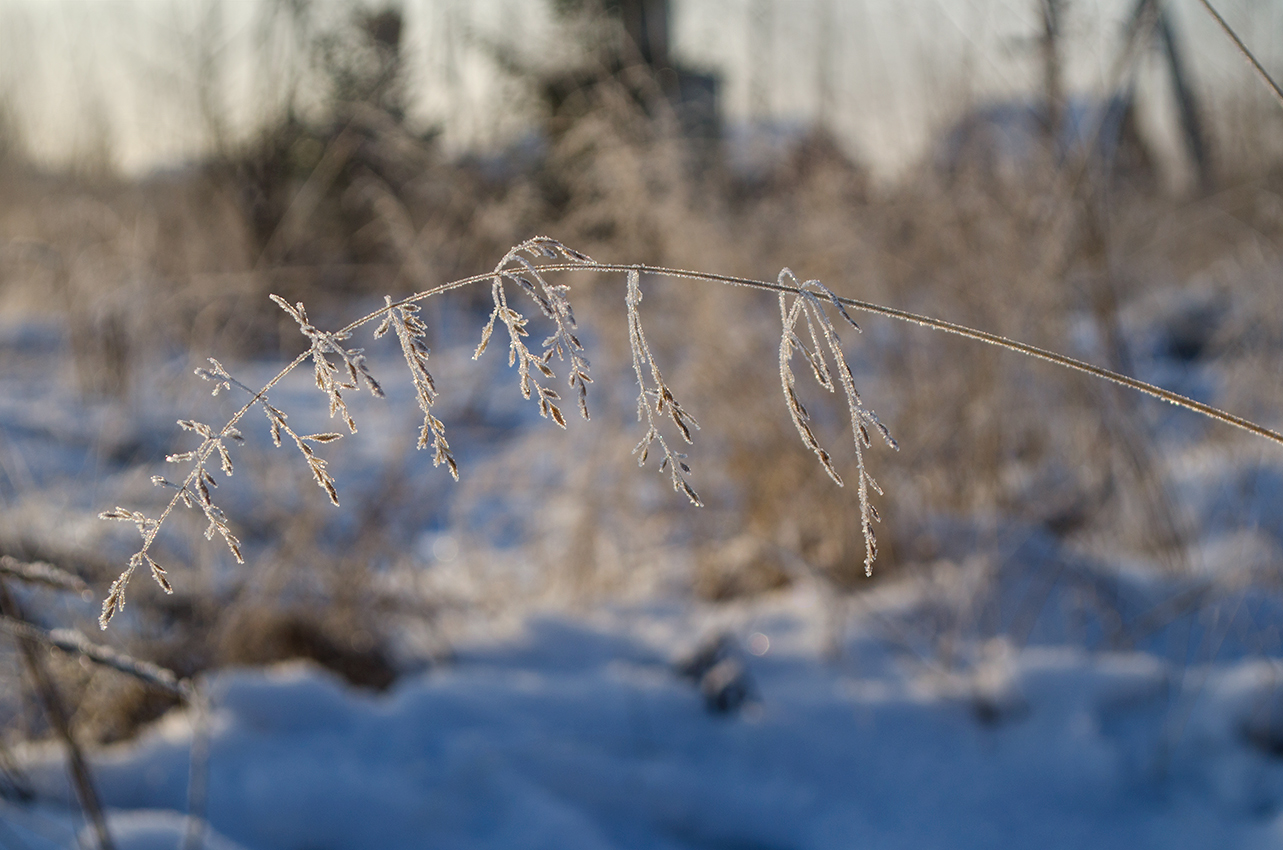 Изображение особи Poa trivialis.