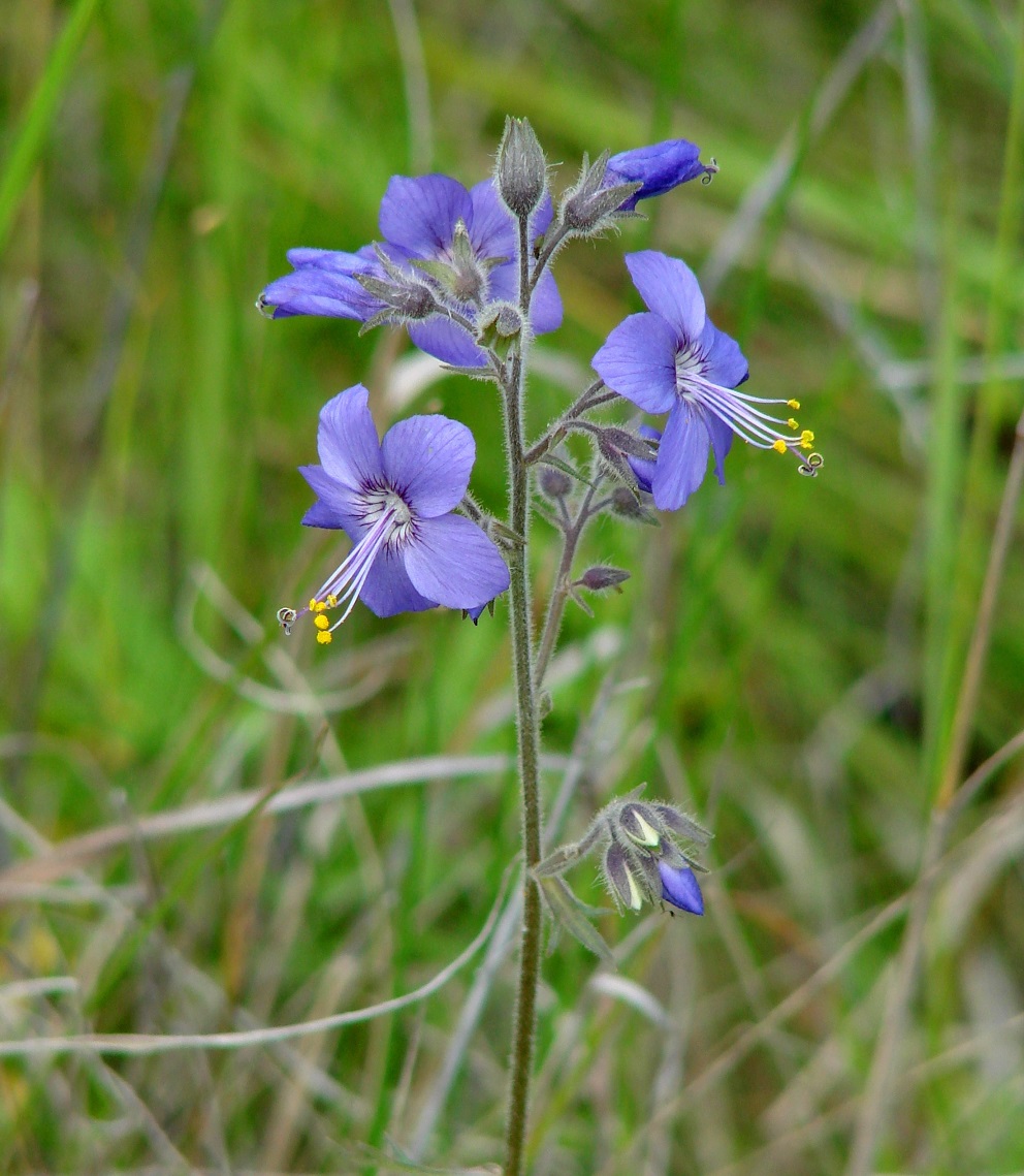 Image of Polemonium chinense specimen.