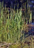 Phragmites australis. Молодые побеги. Московская обл., г. Железнодорожный, Саввинский пруд, в воде у берега. 28.05.2020.