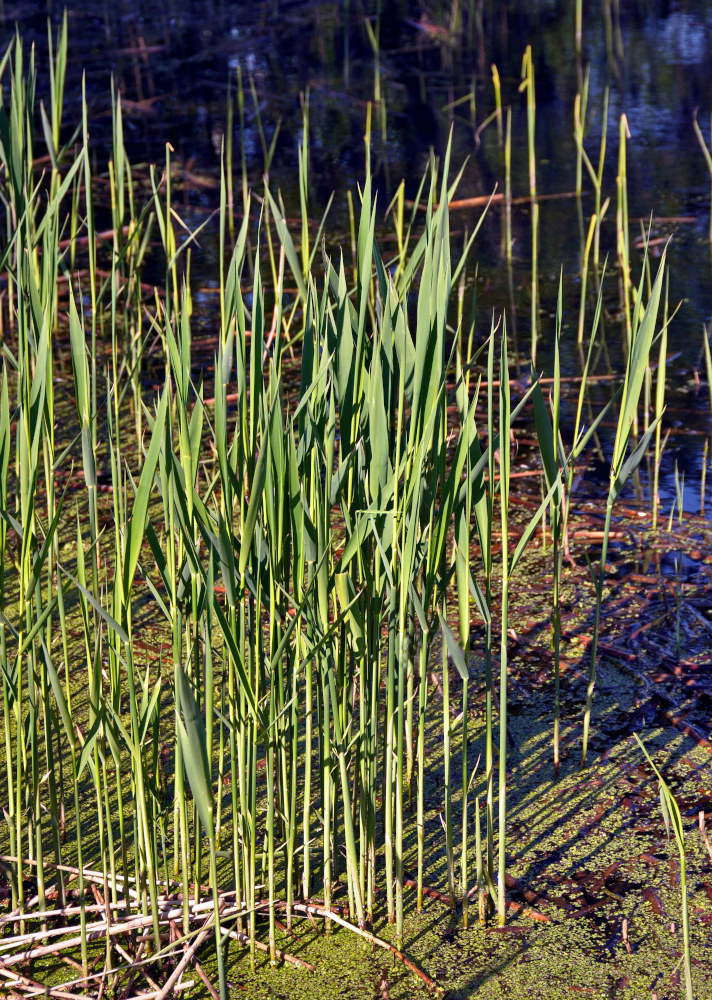 Изображение особи Phragmites australis.