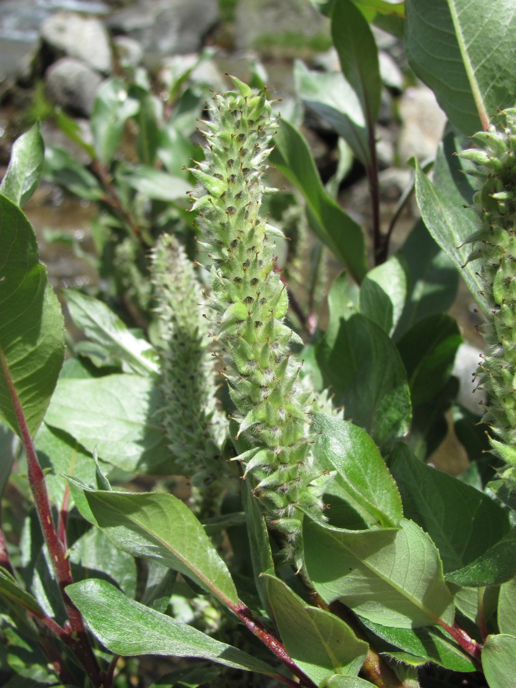 Image of Salix pantosericea specimen.