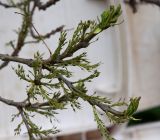 genus Fraxinus. Ветви с соцветиями. Израиль, г. Цфат, в городском озеленении. 02.03.2020.