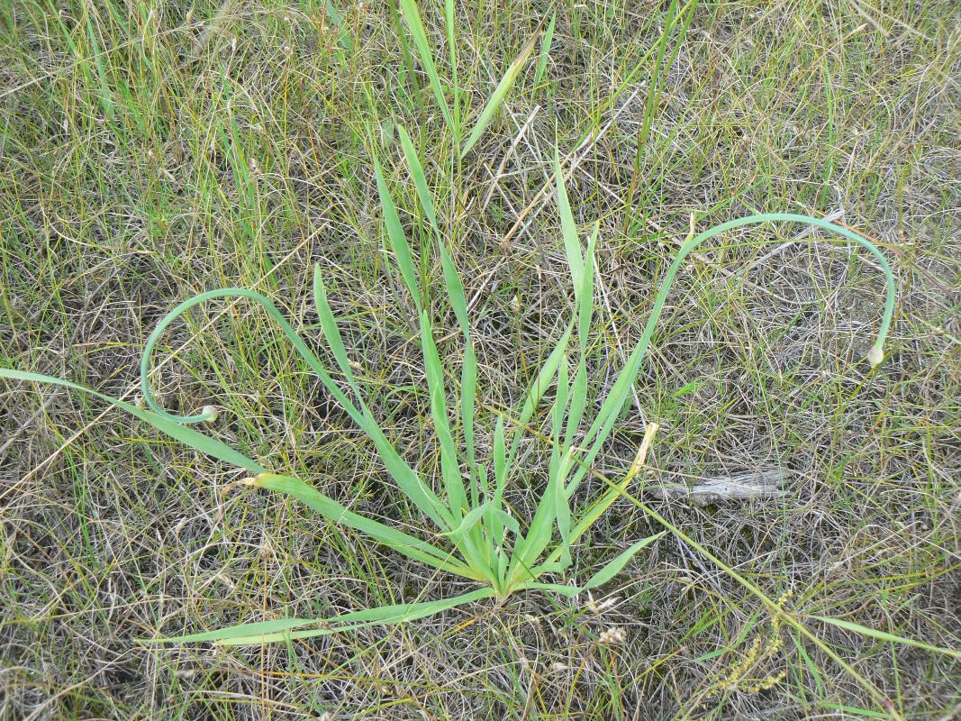 Image of Allium nutans specimen.