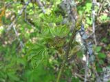 Acer cappadocicum. Верхушка ветви с поражёнными листьями. Краснодарский край, Абинский р-н, окр. пос. Новый, широколиственный лес у скал Новых. 19.04.2020.