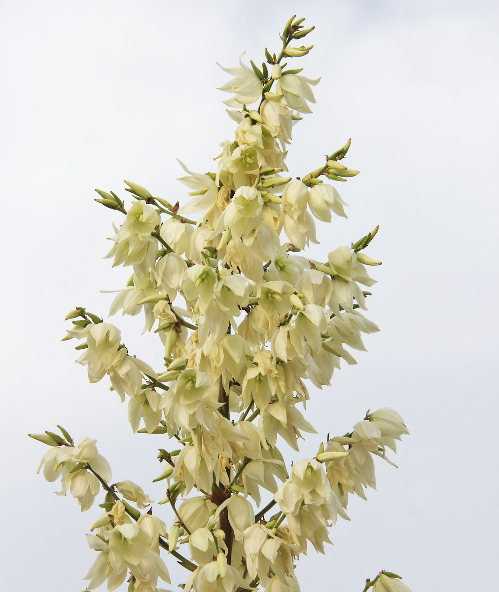 Image of Yucca gloriosa specimen.