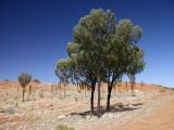 Allocasuarina decaisneana. Взрослые деревья. Австралия, Северные Территории, национальный парк \"Uluru - Kata Tjuta\", пустыня. 27.10.2009.