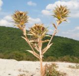 Carlina biebersteinii. Верхушка плодоносящего растения. Краснодарский край, Абинский р-н, окр. станицы Шапсугская, мергелевый карьер, на отвале породы. 15.10.2014.