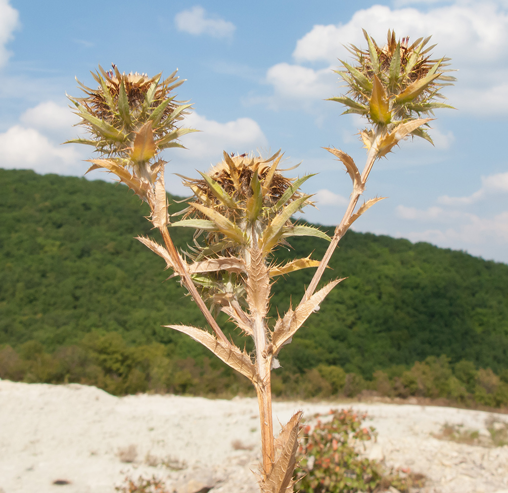 Image of Carlina biebersteinii specimen.