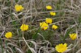 Adonis volgensis