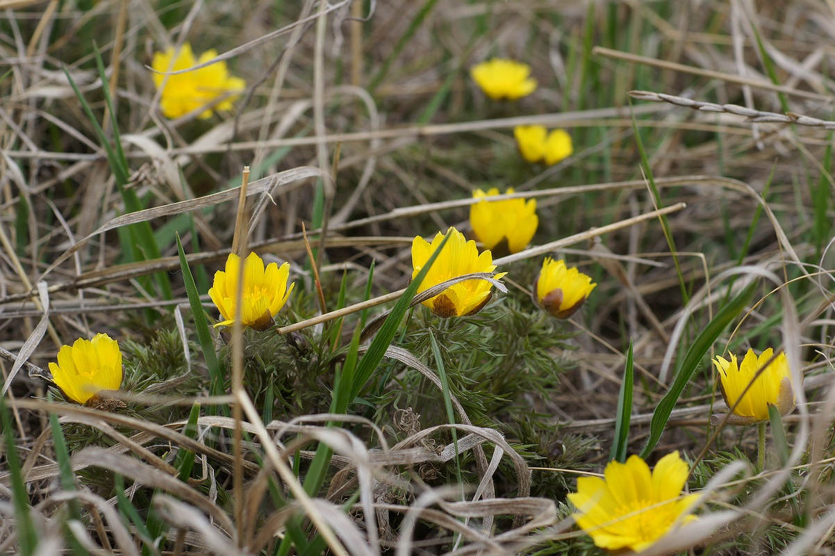 Image of Adonis volgensis specimen.