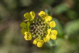 Erysimum cuspidatum