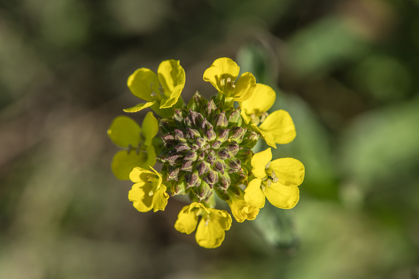 Изображение особи Erysimum cuspidatum.