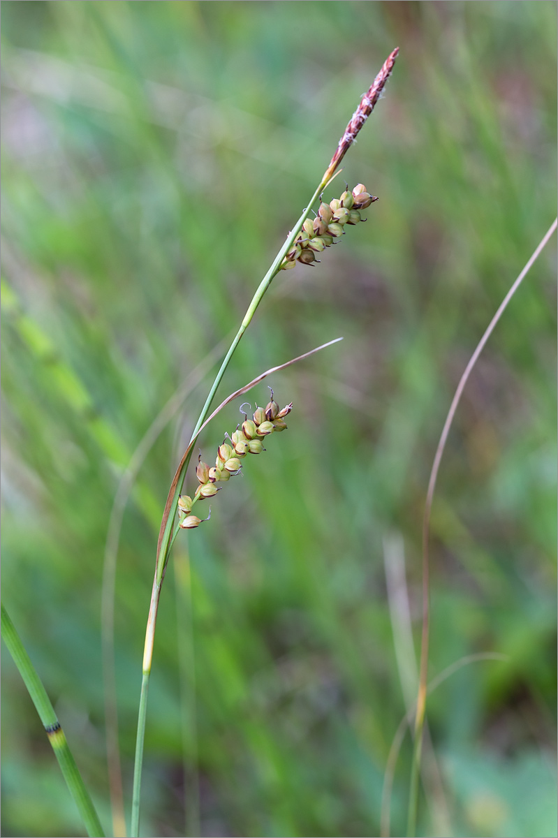 Image of Carex panicea specimen.