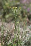 Linum corymbulosum. Цветущее растение. Крым, Севастополь, предгорье, окр. с. Терновка, долина реки Айтодорки. 09.06.2021.