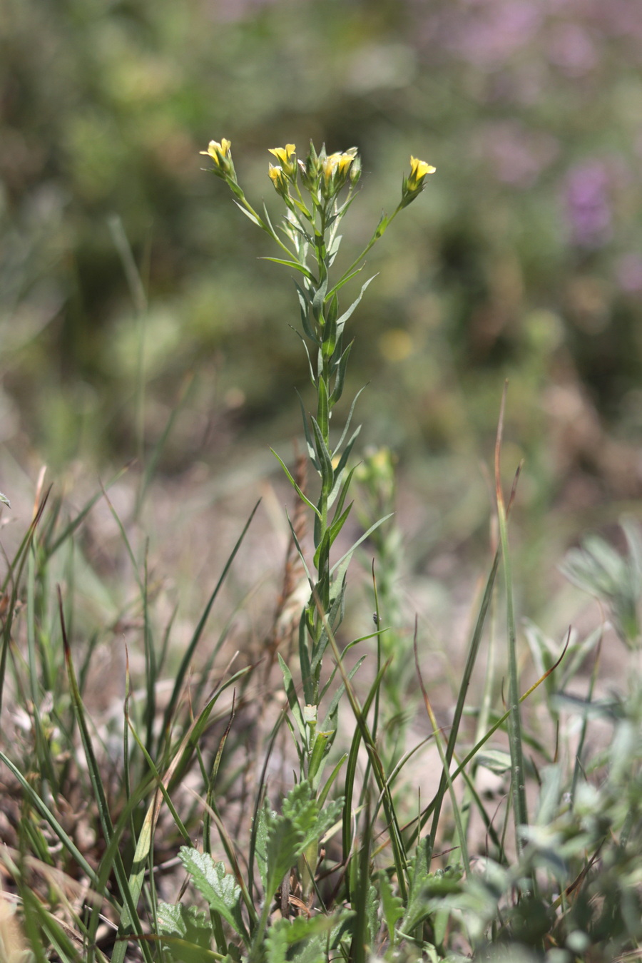 Изображение особи Linum corymbulosum.