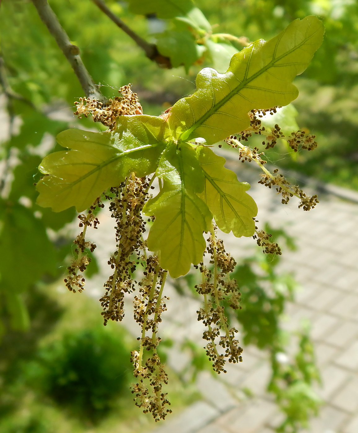 Image of Quercus robur specimen.