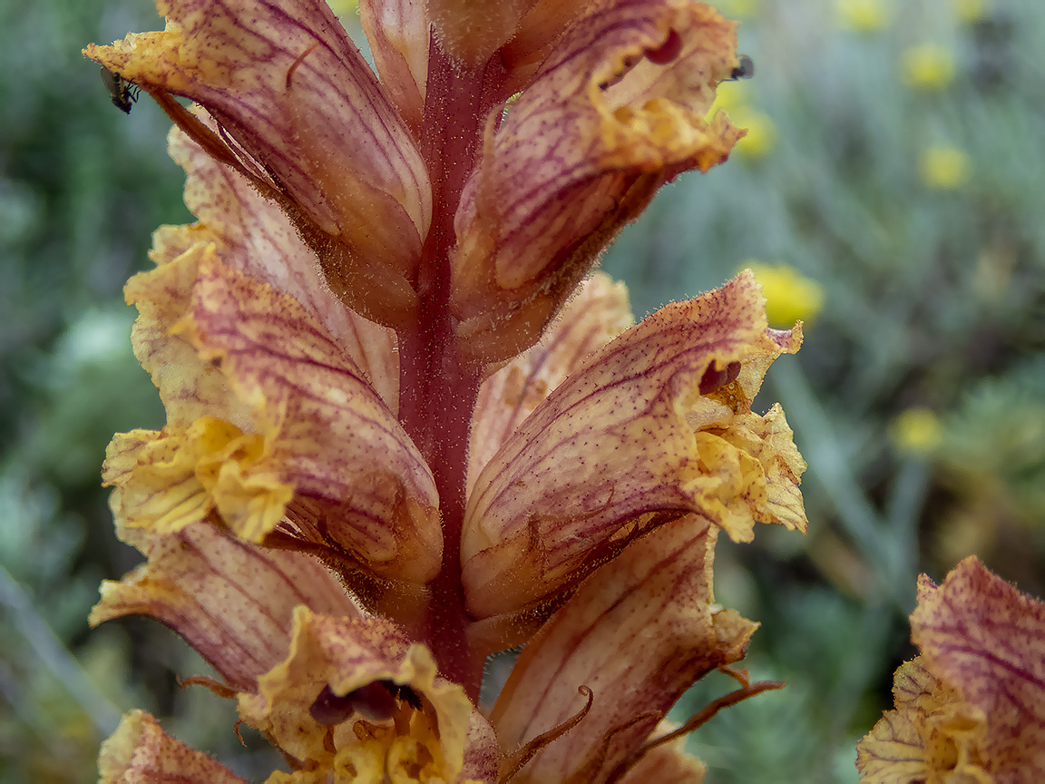 Image of Orobanche alba specimen.