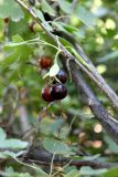 Ribes aureum. Ветвь растения с созревающими плодами. Казахстан, г. Актау, в городском озеленении. 22 июня 2021 г.