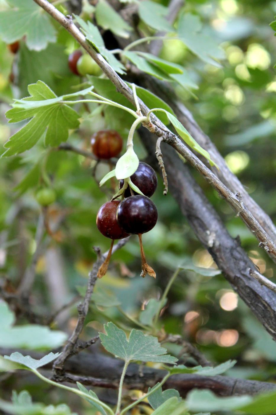 Изображение особи Ribes aureum.