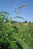 Persicaria maculosa. Верхушка цветущего растения. Украина, г. Луганск, балка Мощинский Яр, днище, лугово-болотная растительность. 28.07.2021.