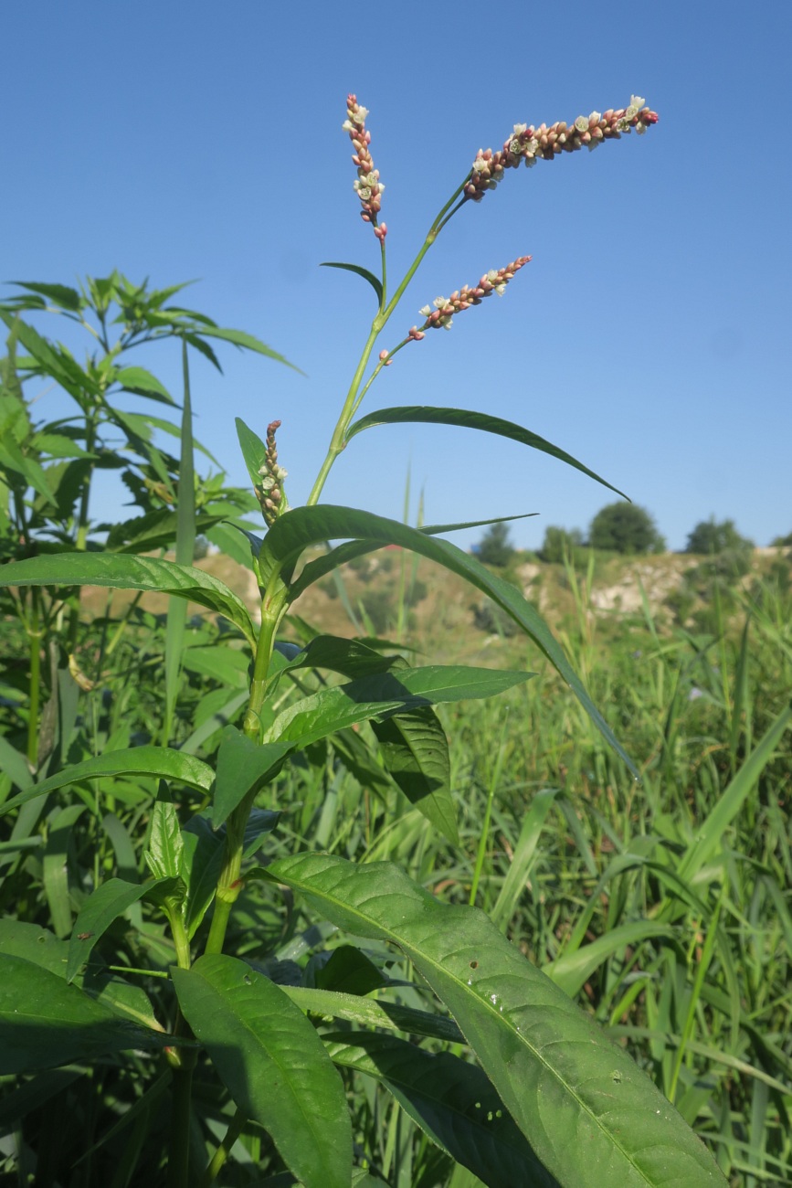 Изображение особи Persicaria maculosa.