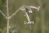 Silene nutans